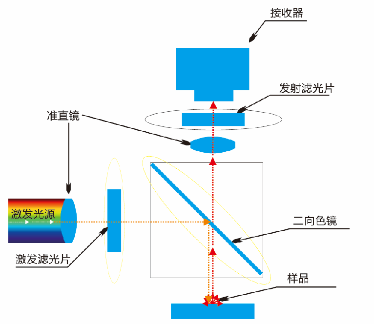 為何熒光顯微鏡需要使用濾光片